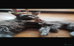 Maine Coon cats for sale: Big main coon - Image 5