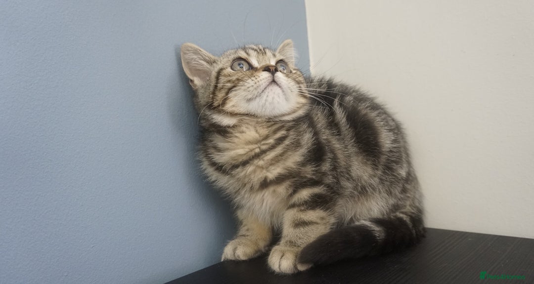 British Shorthair cats for sale: STUNNING British Shorthair Kittens Silver Tabbies - Image 14