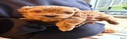Maltipoo dogs for sale: Maltipoo F1 - Beautiful Cream Maltipoo Puppy - Advert 5