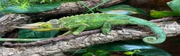 Chameleon reptiles for sale: Rare Jackson’s Chameleon - Male - Advert 1