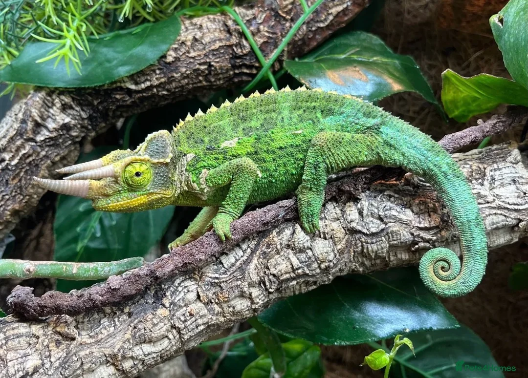Chameleon reptiles for sale: Rare Jackson’s Chameleon - Male - Advert 1