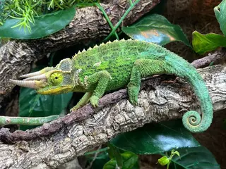 Chameleon reptiles Rare Jackson’s Chameleon - Male - Advert 5