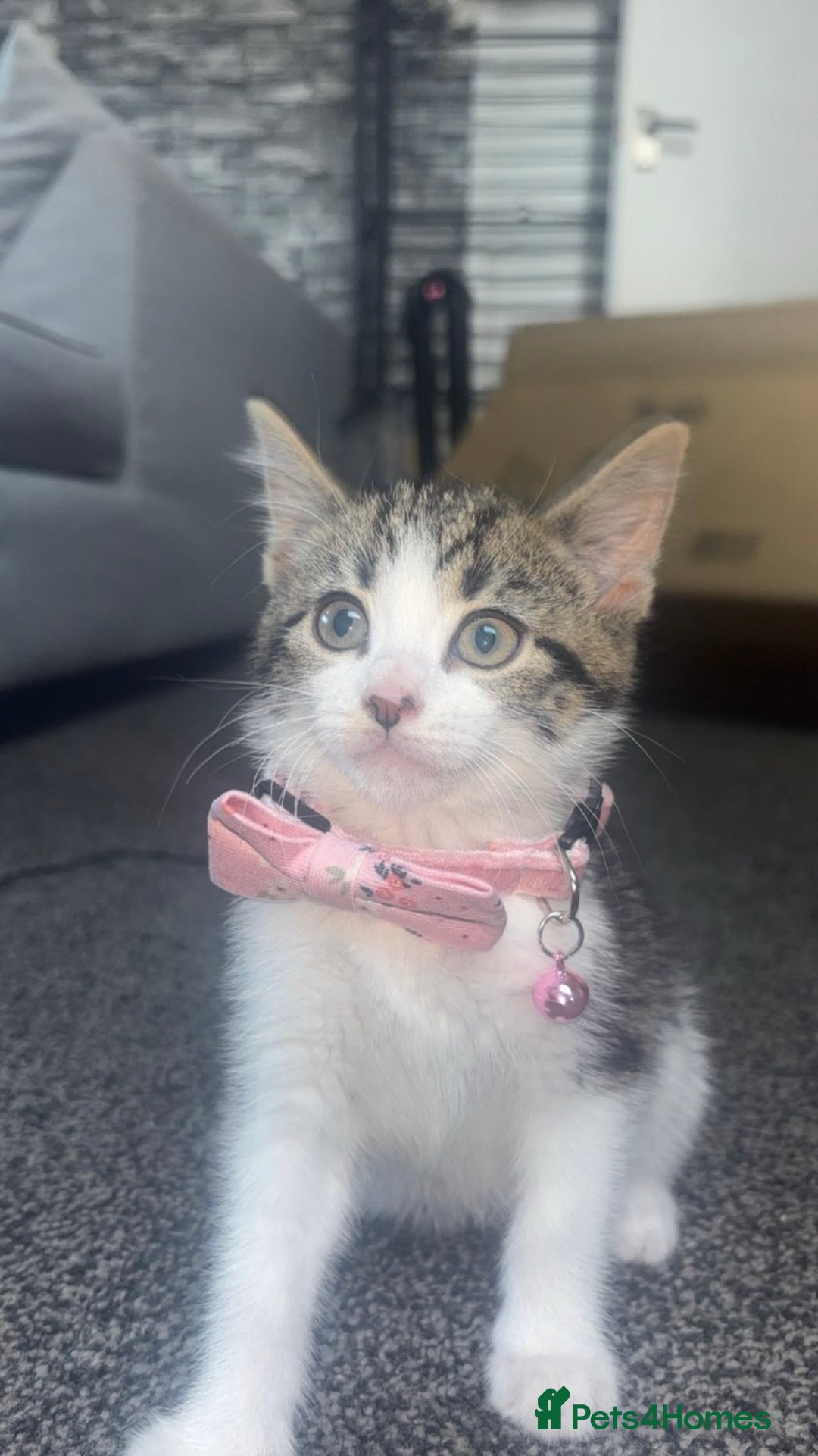 British Shorthair cats for sale: 2 beautiful kitten sisters  - Image 5