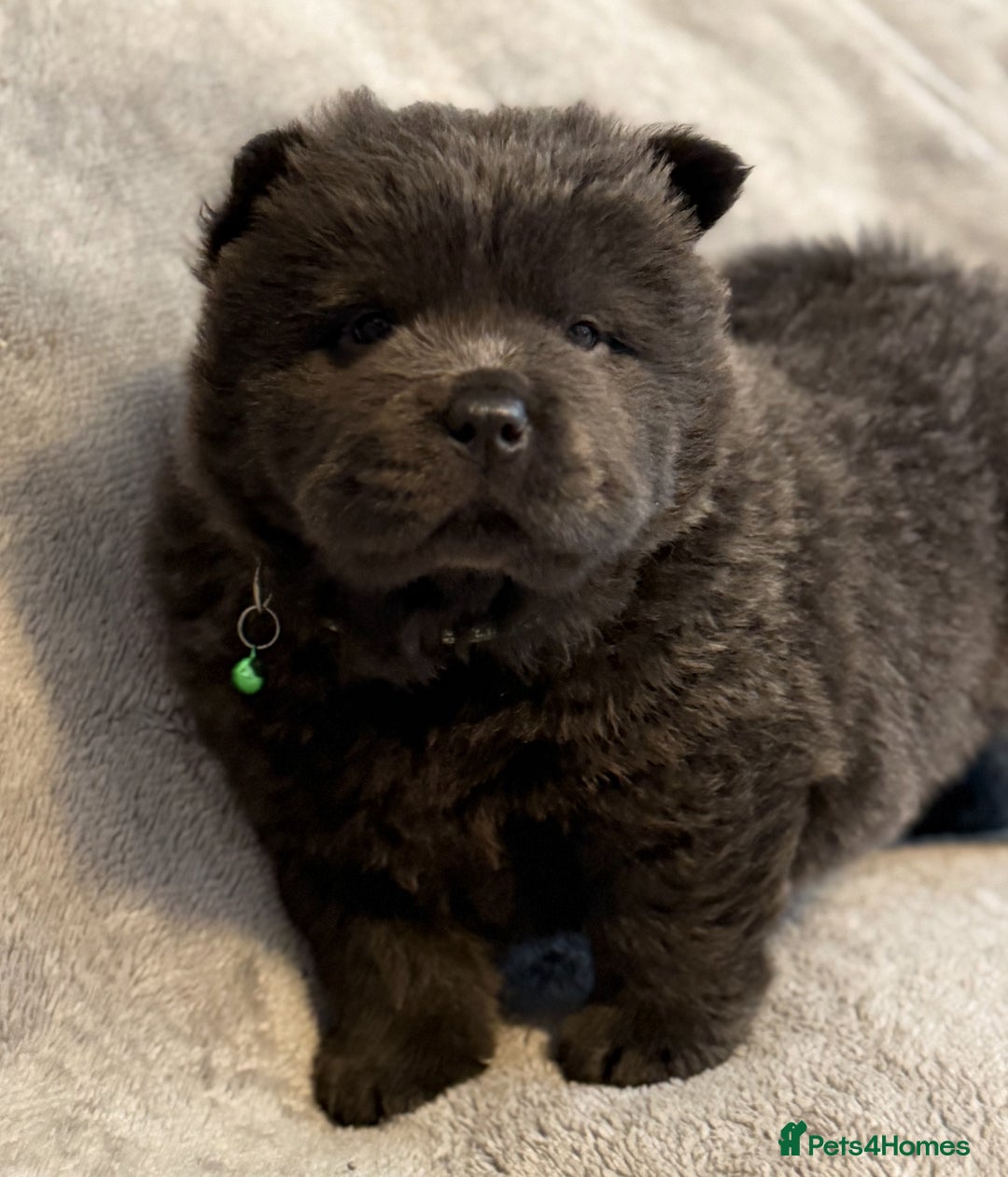 Chow Chow dogs for sale: KC Reg Chow Chow Puppies  - Advert 13