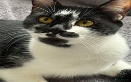 Mixed Breed cats for sale: Pixie - 6yrs old -Maine Coon X - Image 2