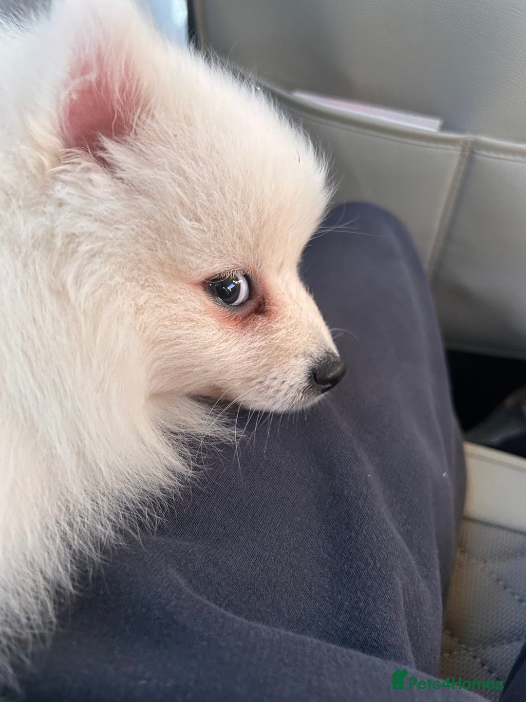 Pomeranian dogs for sale: Sweet boy Pomeranian puppy - Advert 7