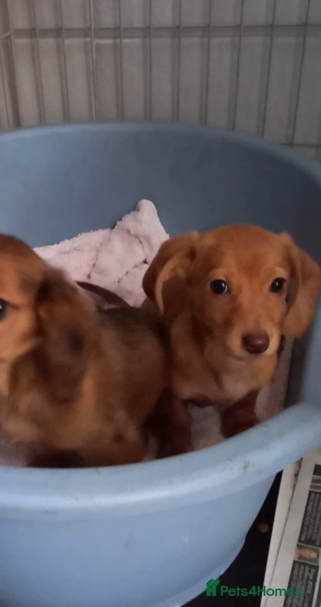 Miniature Dachshund dogs Miniature dachshund  - Advert 6