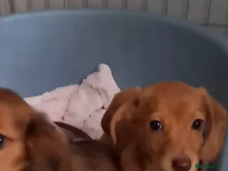 Miniature Dachshund dogs Miniature dachshund - Advert 3