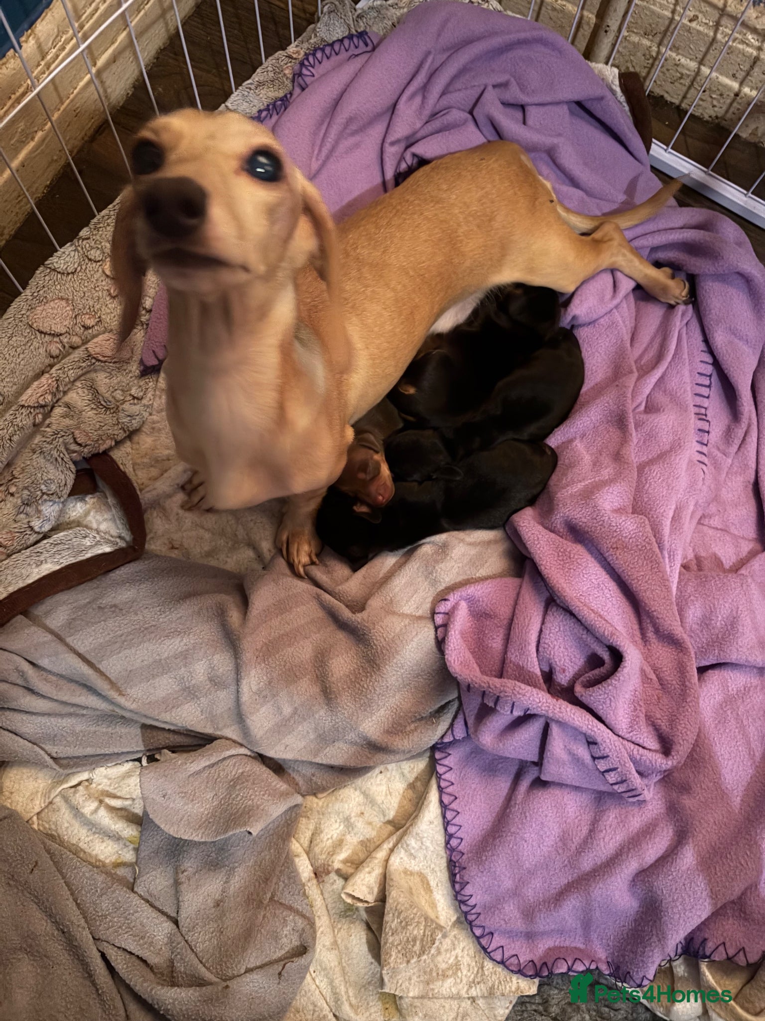 Miniature Dachshund dogs Pedigree miniature dachshund puppies  - Advert 1