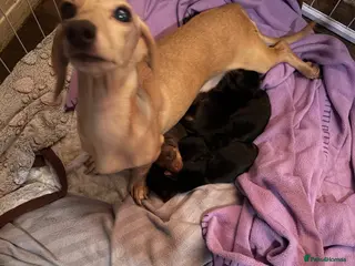 Miniature Dachshund dogs Pedigree miniature dachshund puppies - Advert 1