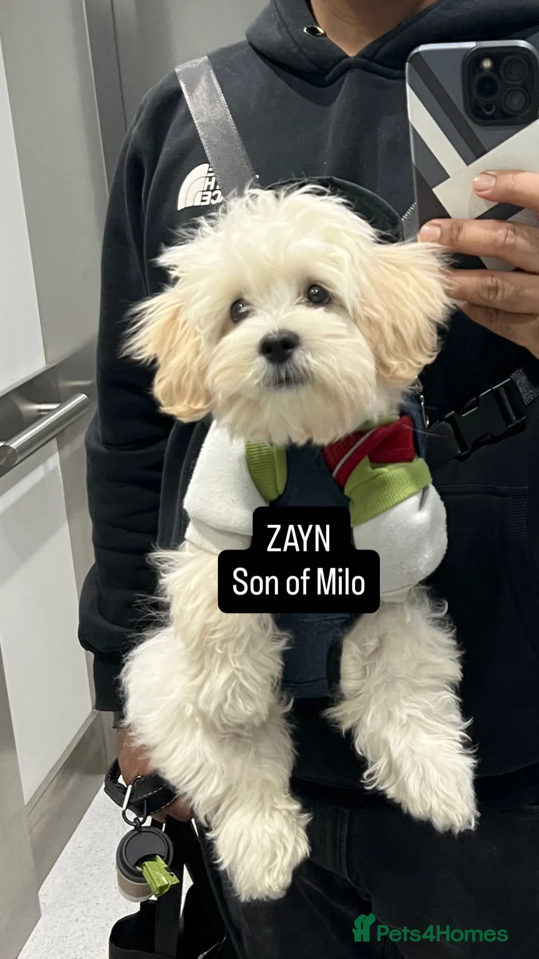 Maltipoo dogs for stud: 🐶✨  Gorgeous Maltipoo Boy “Milo” ✨🐾 £250 - Advert 2