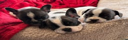 French Bulldog dogs for sale: Puppys  - Advert 4