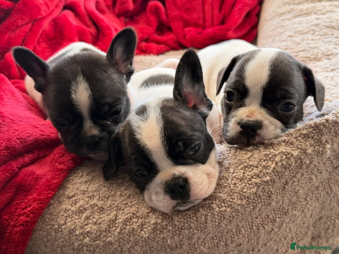 French Bulldog dogs for sale: Puppys  - Advert 4