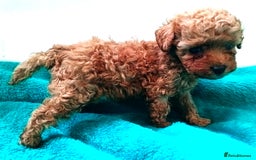 Toy Poodle dogs for sale: toy poodles from k.c.registered DNA tested parents - Image 8