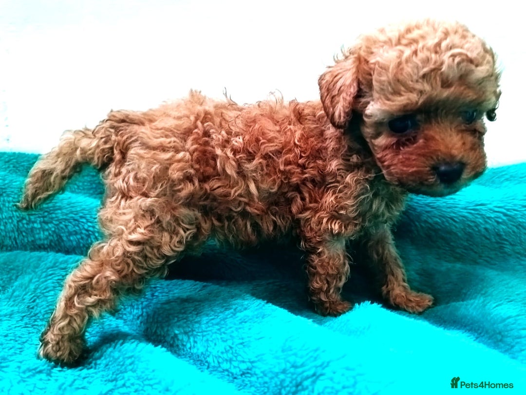 Toy Poodle dogs for sale: toy poodles from k.c.registered DNA tested parents - Image 8