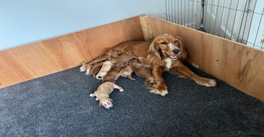 Cockapoo dogs - Advert 2