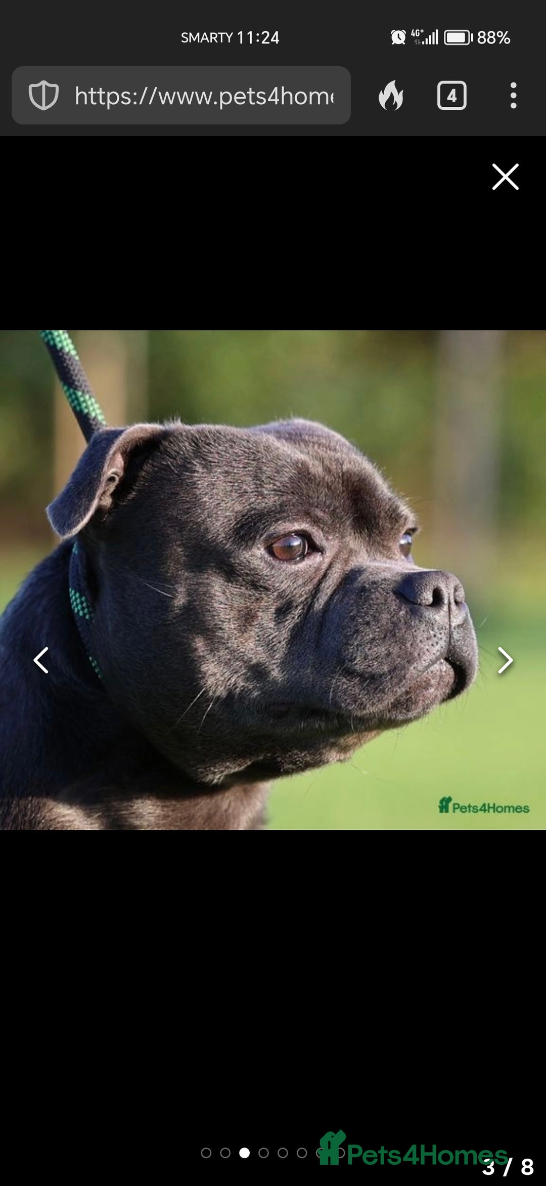 Staffordshire Bull Terrier dogs for sale: Blue chunky Staffordshire pups - Advert 7