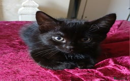 Mixed Breed cats for sale: Mixed breed kittens - Image 3