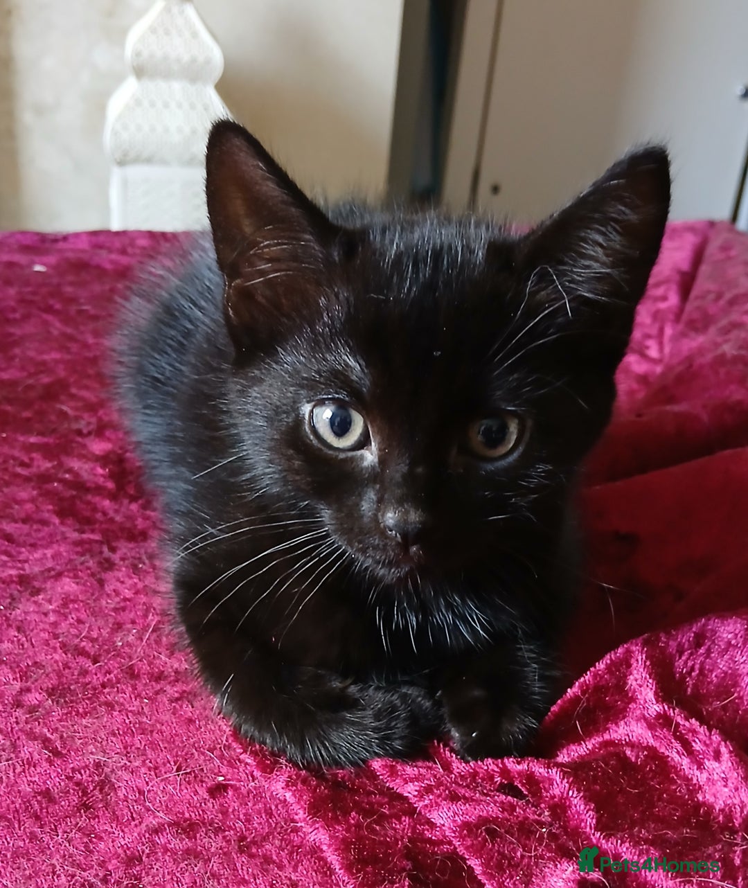 Mixed Breed cats for sale: Mixed breed kittens - Image 3