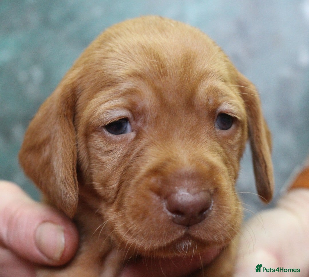 Mixed Breed dogs Hungarian vizsla cross cocker spaniel puppies - Advert 17