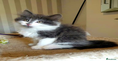 Mixed Breed cats - Advert 15