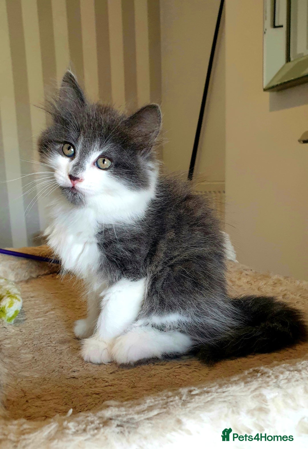 Mixed Breed cats for sale: Beautiful girl gray & white  - Image 2