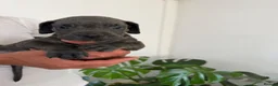 Cane Corso dogs for sale: 🐾 Cane corso litter with distinctive colours  🐾 in Plymouth - Advert 8