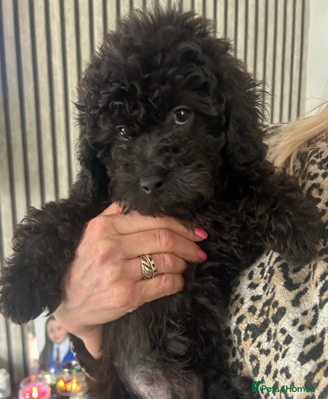 Cavapoo dogs for sale: BEAUTIFUL TOY CAVAPOOS - Advert 9