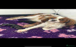 Cavapoo dogs for sale: F1 cavapoo puppies 🐶 🩵💜 - Image 23