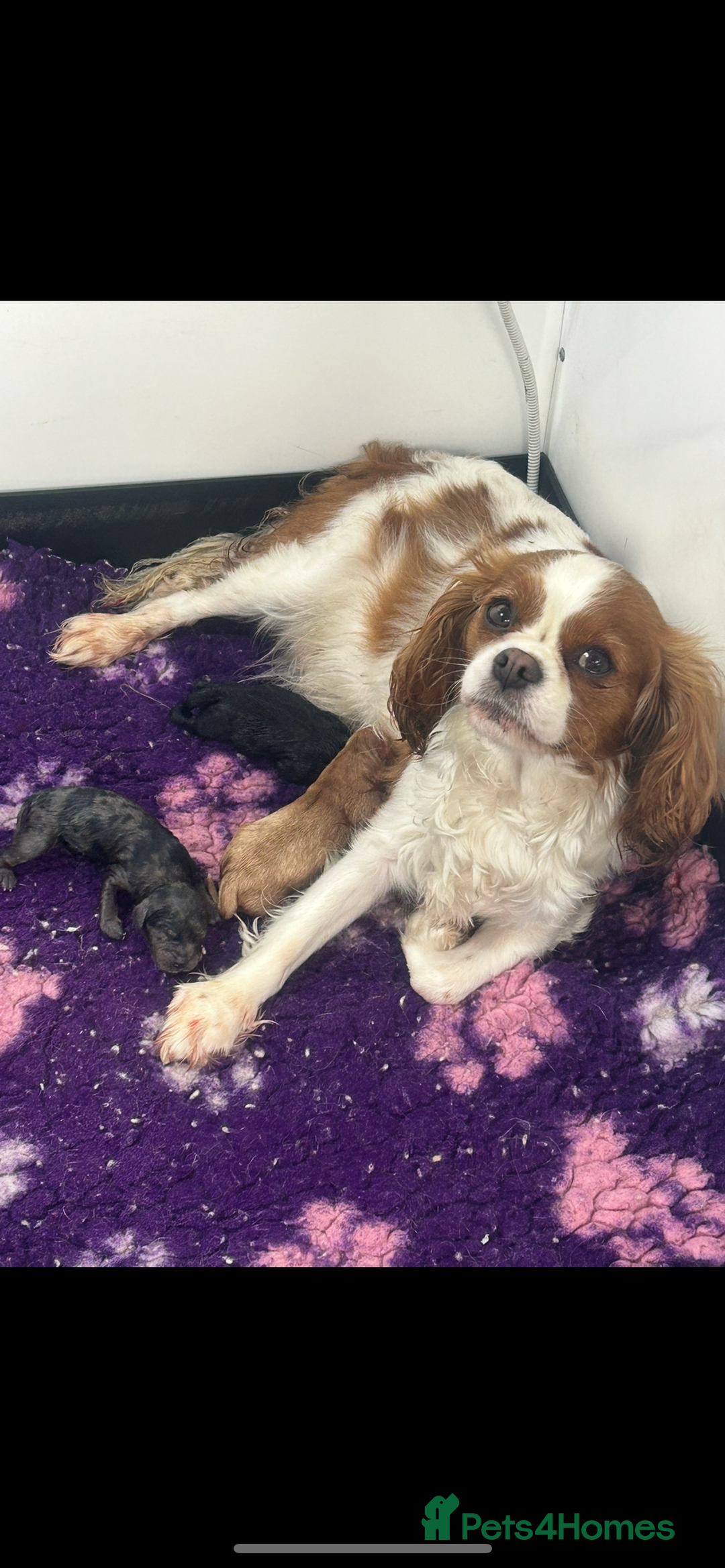 Cavapoo dogs for sale: F1 cavapoo puppies 🐶 🩵💜 - Image 23