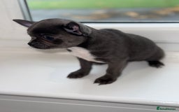 Chihuahua dogs for sale: Stunning chihuahua litter  - Image 13