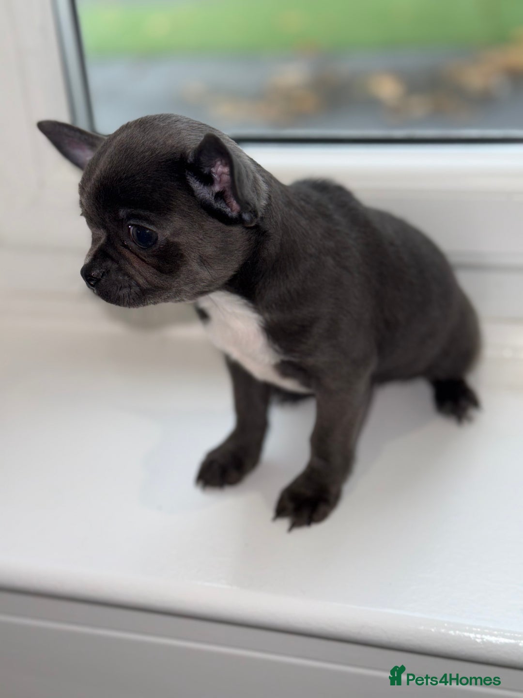 Chihuahua dogs for sale: Stunning chihuahua litter  - Image 13