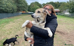 Mixed Breed dogs for adoption: Meet Beautiful JESSY !  She needs a Loving Home  - Image 7