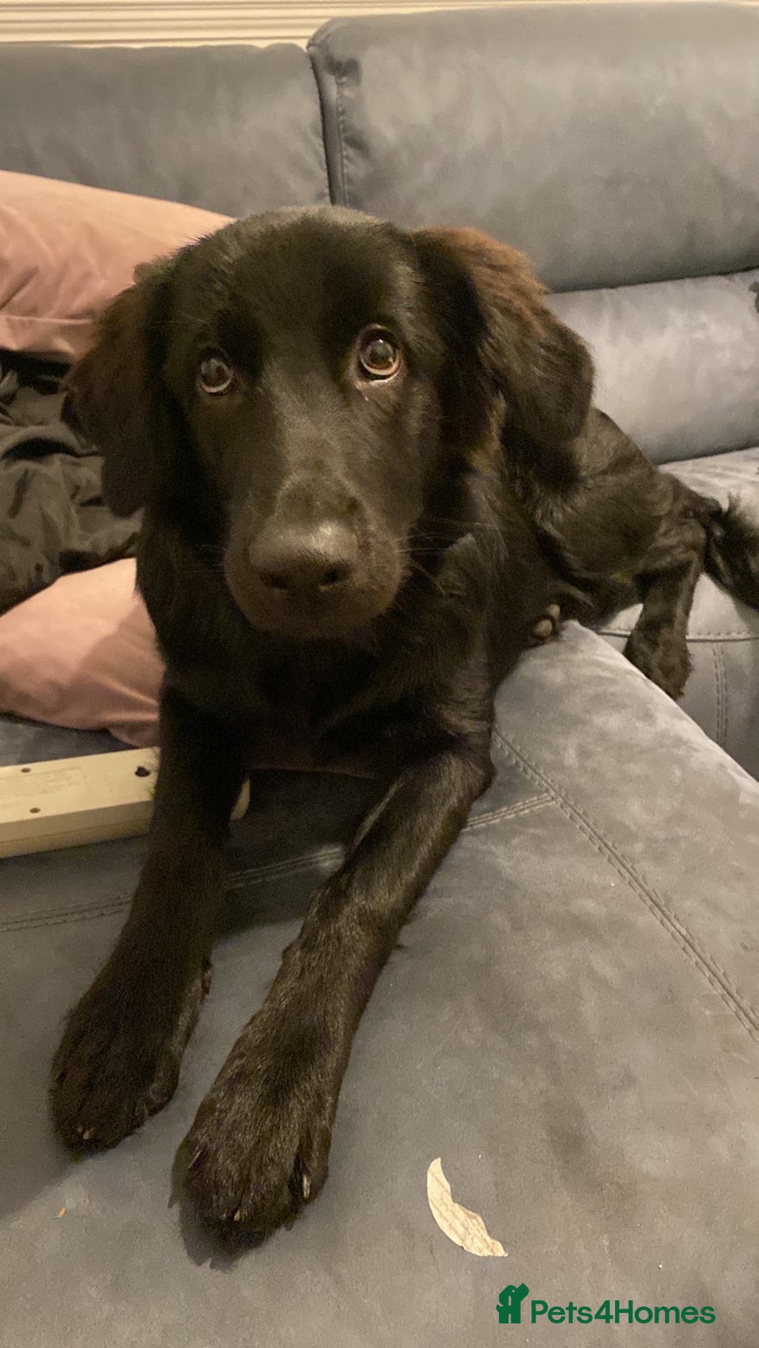 Mixed Breed dogs for sale: 6 month old Labrador german shepherd  - Image 2