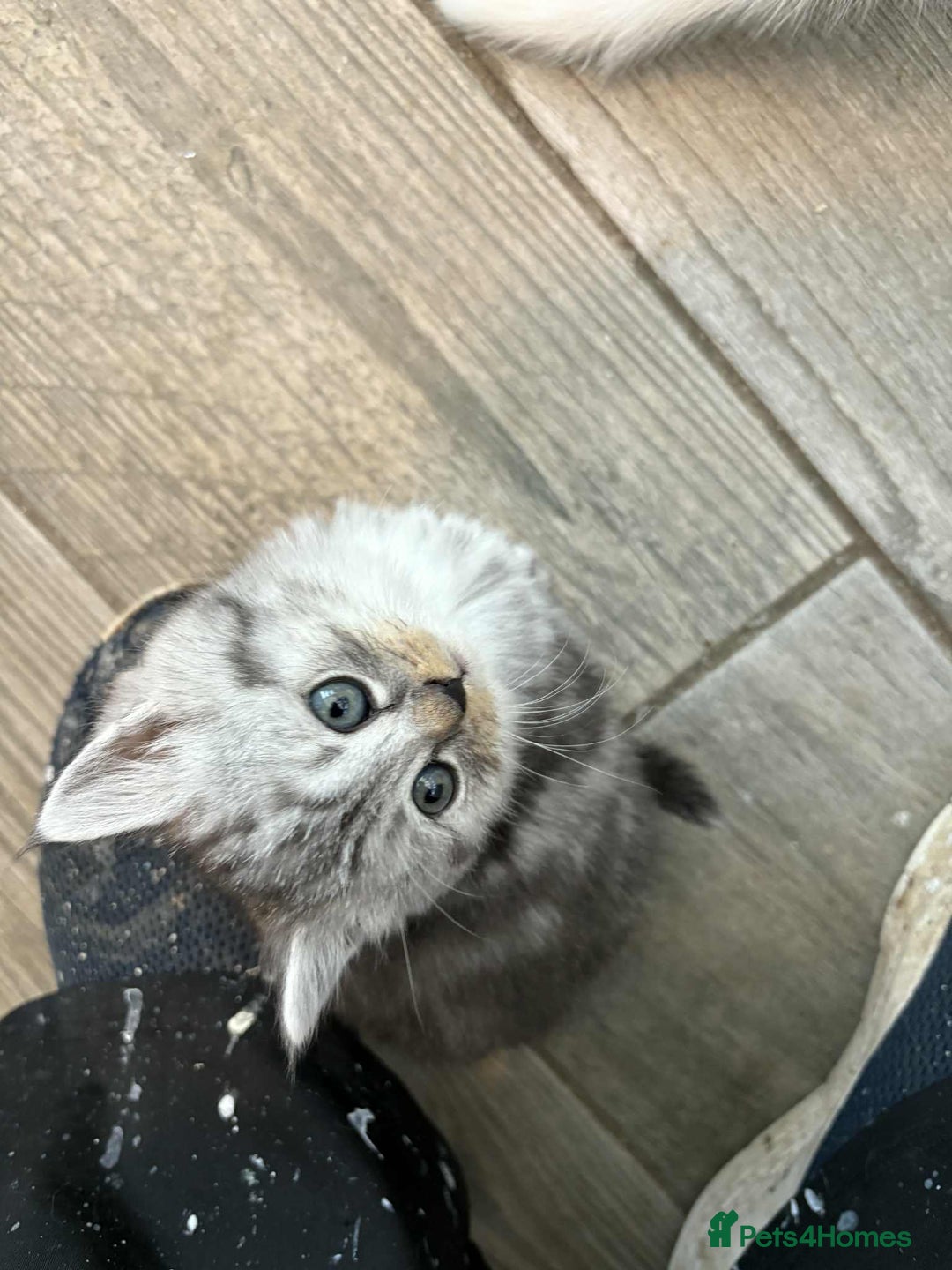 Persian cats for sale: Persian x kittens , 2 separate litters - Advert 32