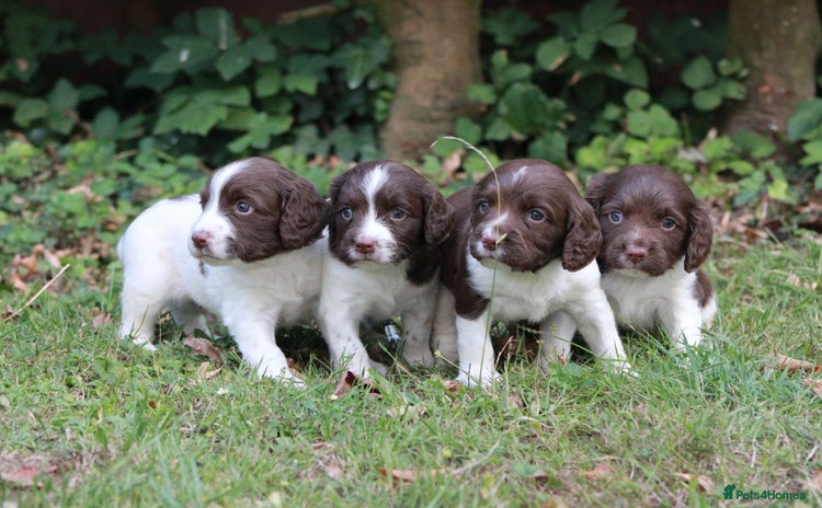 English Springer Spaniel dogs - Advert 8