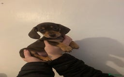 Miniature Dachshund dogs for sale: Reduced!!K.C miniature daschunds Ready to go!! - Image 14
