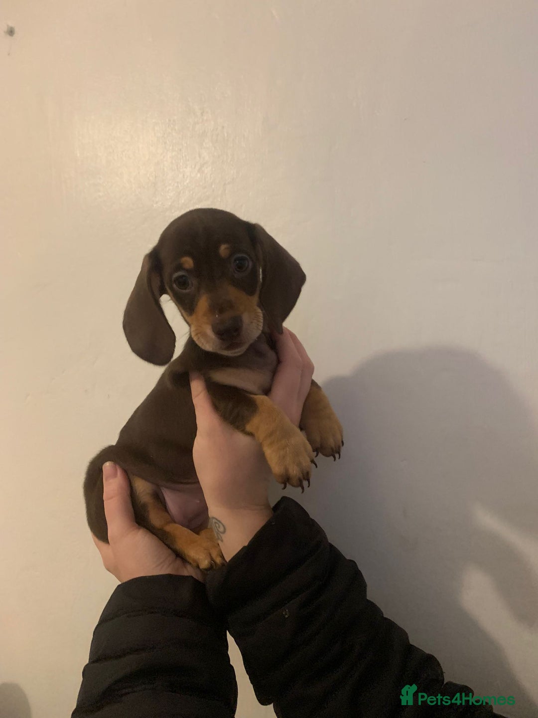 Miniature Dachshund dogs for sale: Reduced!!K.C miniature daschunds Ready to go!! - Image 14