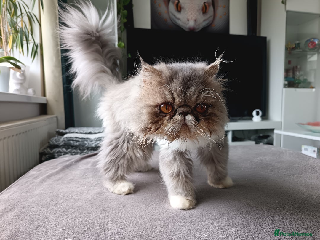 Persian cats for sale: Persian Female - Image 6