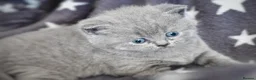 British Shorthair cats for sale: Ready in December British short-hair kittens - Advert 6