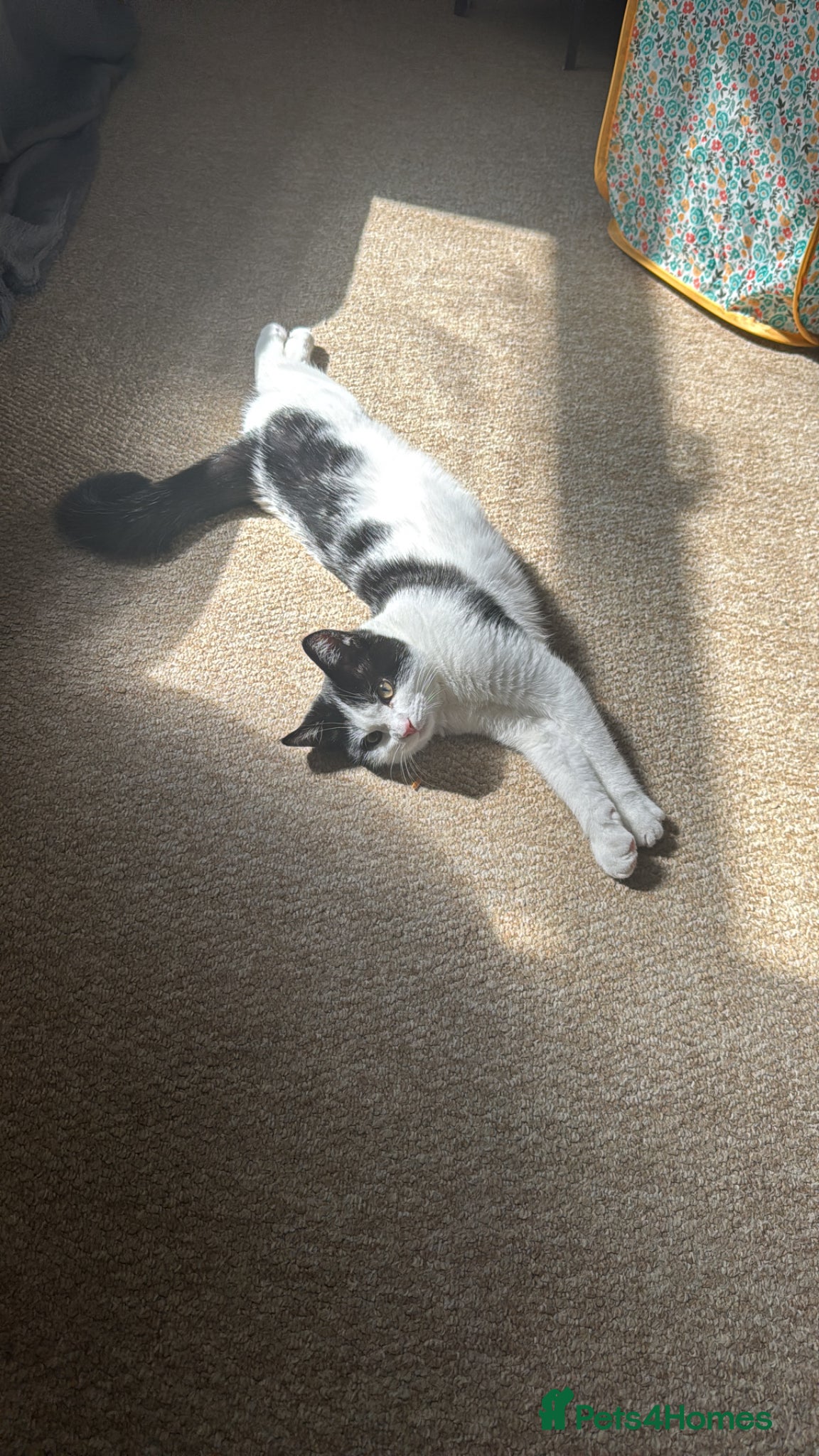 British Shorthair cats 5 month old kitten - Advert 1