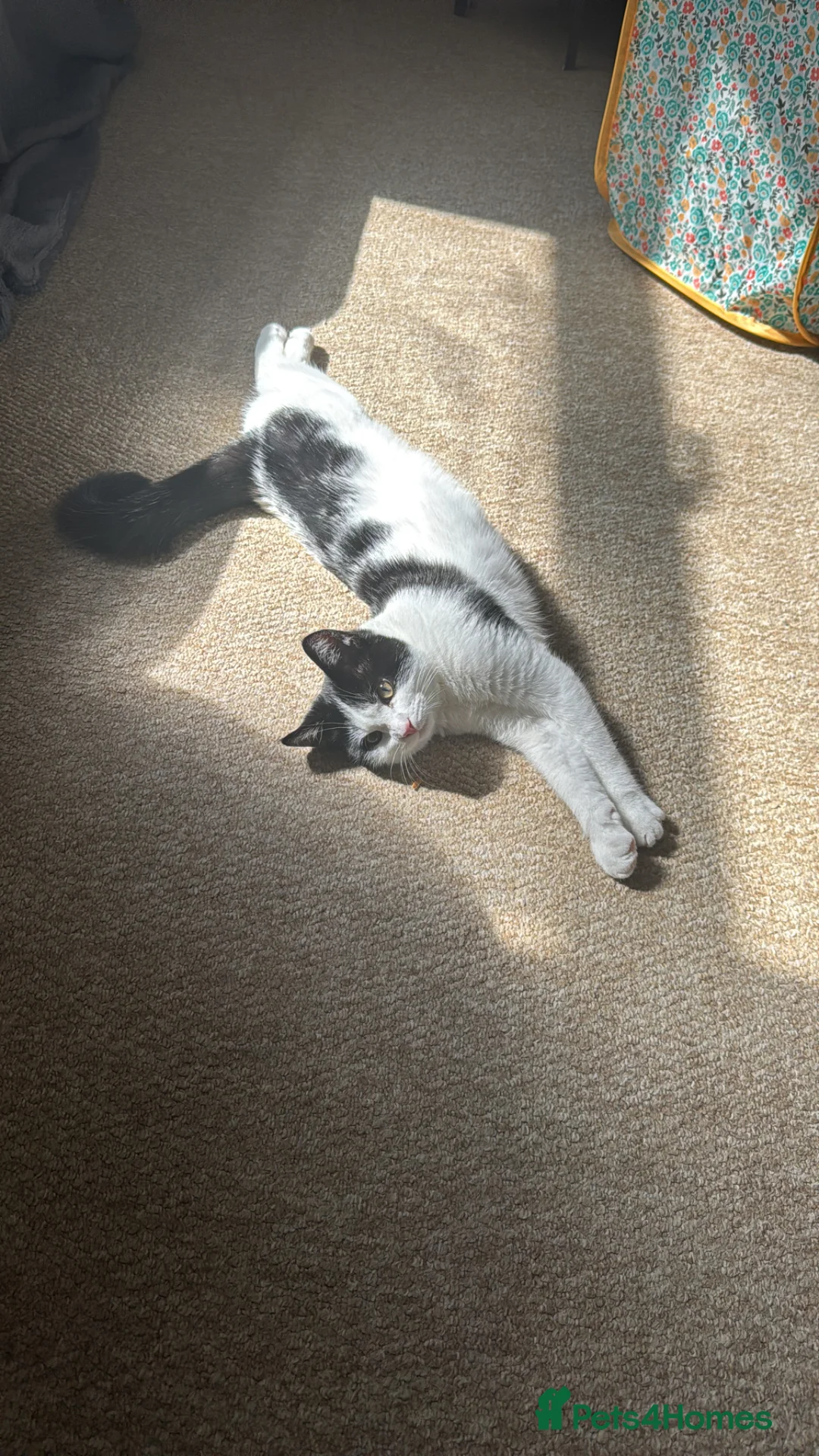 British Shorthair cats for sale: 5 month old kitten - Advert 1