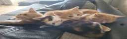 Mixed Breed cats for sale: Kittens 1 girl 3 boys - Advert 5