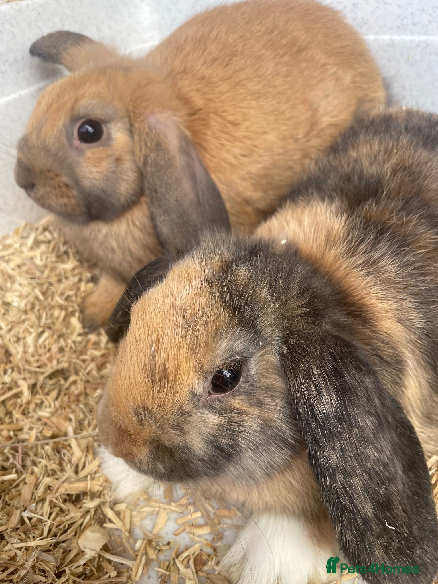 Mini Lop rabbits Beautiful Mini Lop Bunnies  - Advert 1