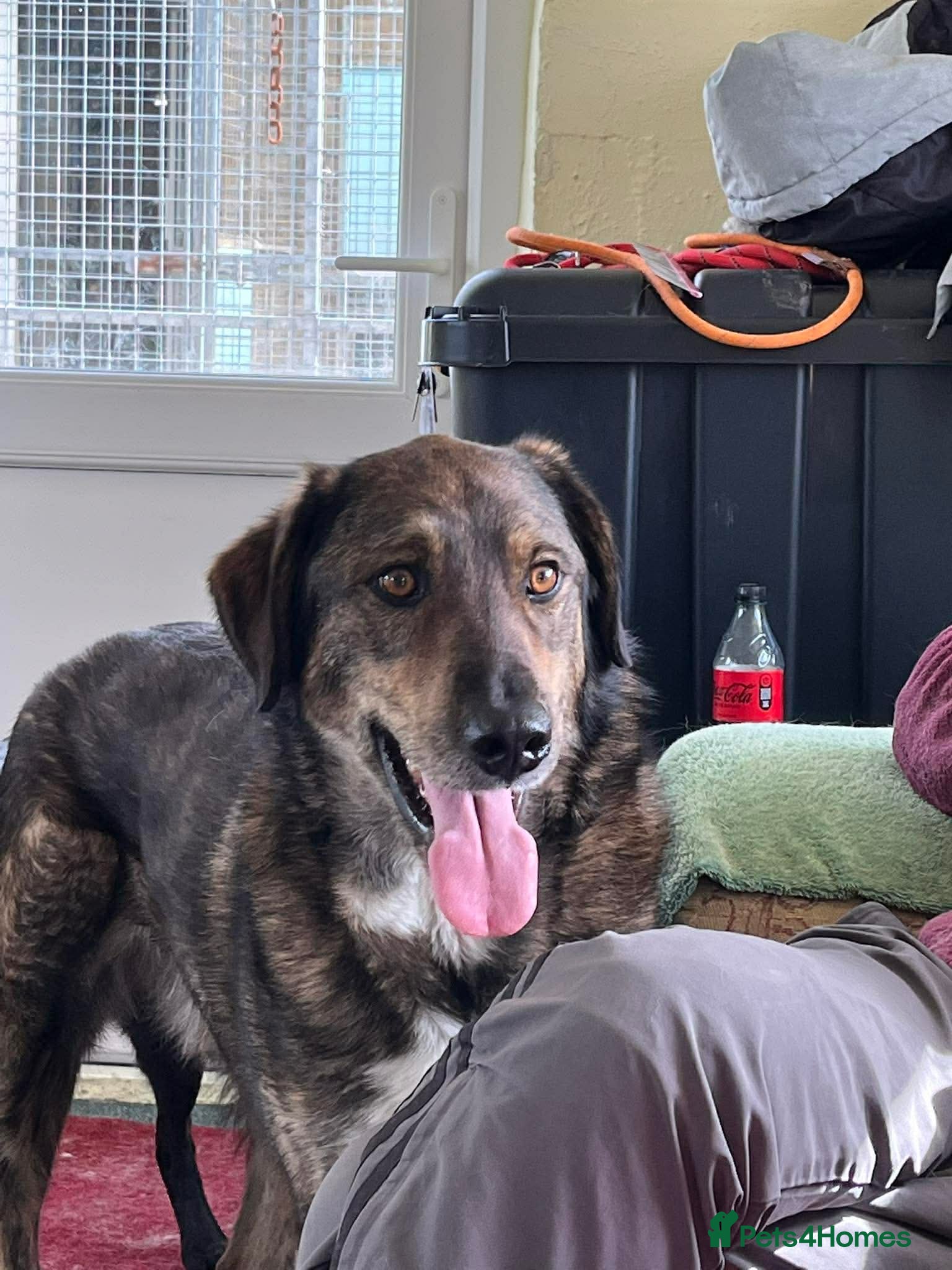 Mixed Breed dogs BIG TEDDY - SINGLE AND READY TO MINGLE - Advert 1