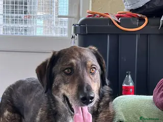 Mixed Breed dogs BIG TEDDY - SINGLE AND READY TO MINGLE - Advert 1