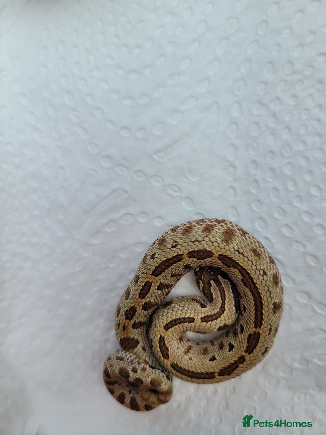 Snake reptiles for sale: Western Hognose CB25 babies  - Image 9