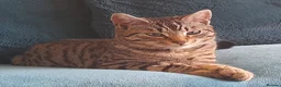 Domestic Shorthair cats for sale: Charlie in Honiton - Advert 3