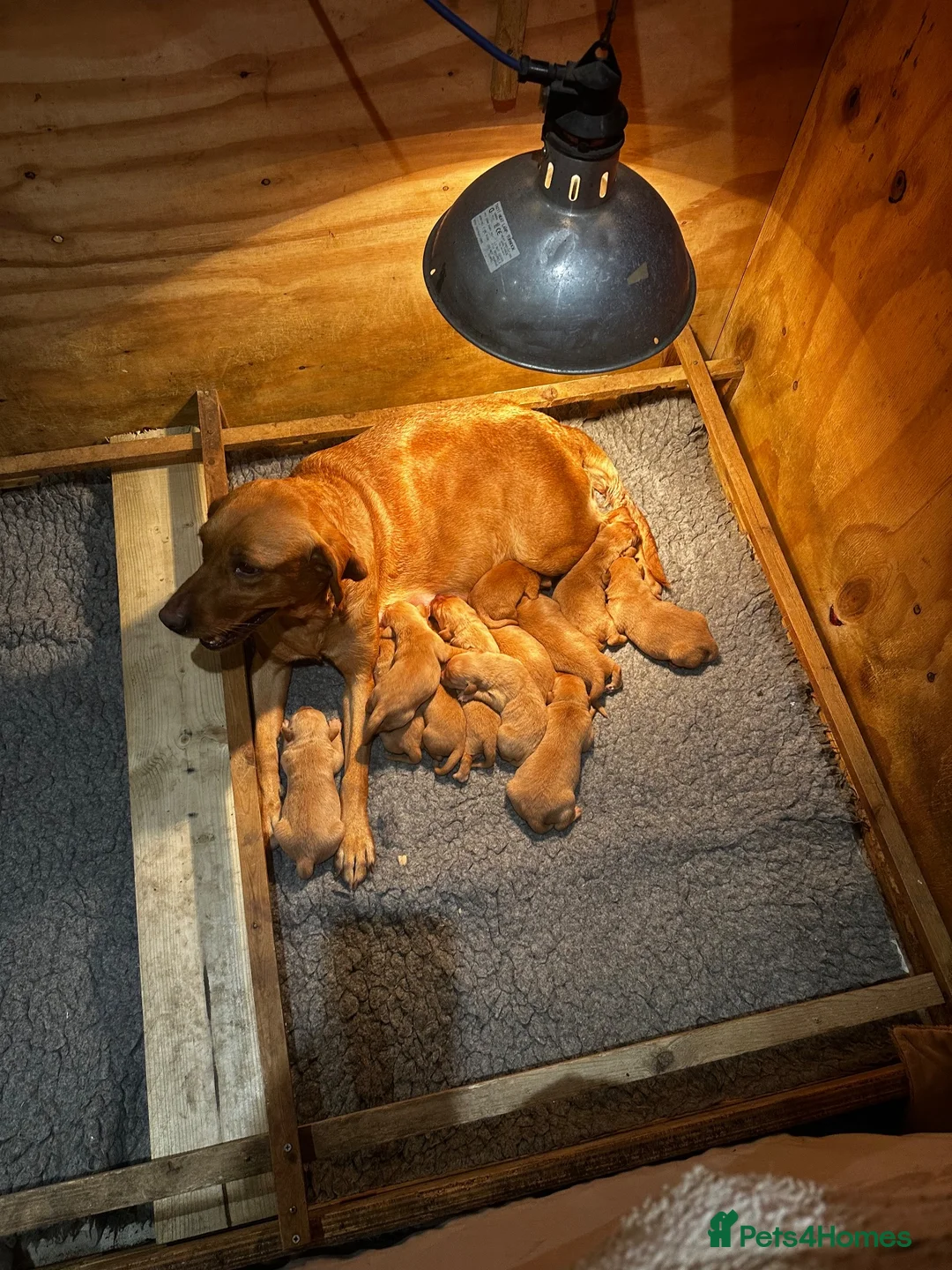 Labrador Retriever dogs for sale: Beautiful Fox Red Labrador retriever puppies  - Advert 1