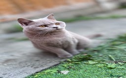 British Shorthair cats for sale: Beautiful Active Male Kitten for Sale – Blue - Image 12